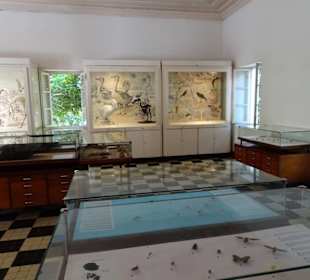 In der Sammlung des Museums