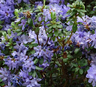 Garten Hohenheim