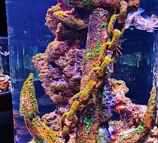 Aquarium Antalya
