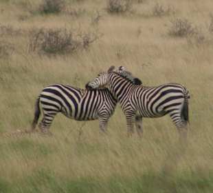 Eindrücke im Tsavo Ost; Zebras beim Kuscheln