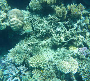 Korallen gab es auch