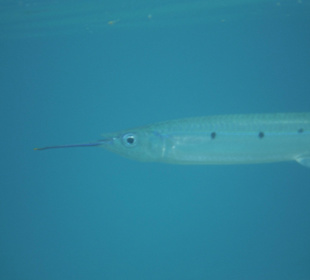 Unterwasseraufnahme am Hausriff