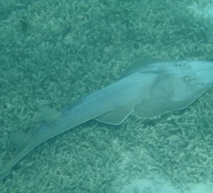 Gitarrenrochen in der Lagune