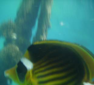 Am Hausriff die Fische sind ganz nah