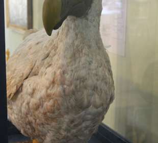 Dodo-Vogel (Museum Port Louis)