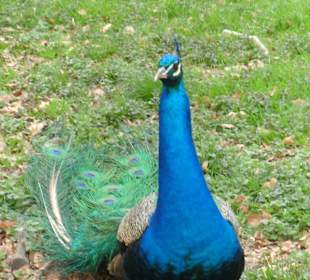 Farbenfroher Pfau