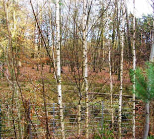 Damwildbereich hinterer Bereich