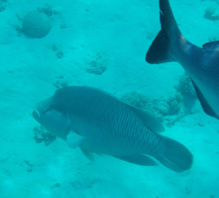 Am Hausriff Napoleon - Lippfisch