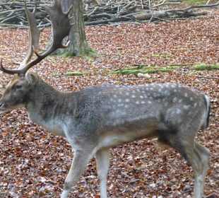 Hirsch mit stolzem Geweih