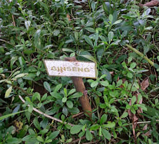 Ginseng
