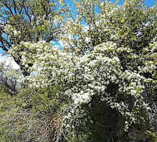 Insel Spinalonga / Kalidonia