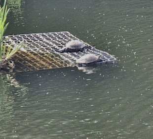 Schildkröten 🐢 