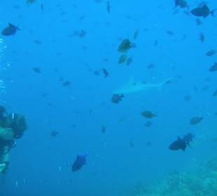 Grauer Riffhai beim Tauchen Hafsaa Thila