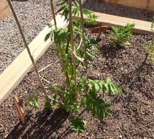 Arzneipflanzengarten Klosterreichenbach