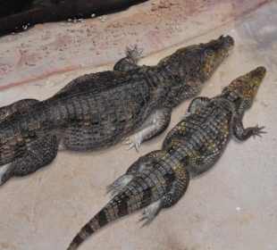 Krokodile