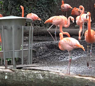 Zoologischer Stadtgarten