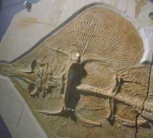 Detail des 1.65m langen Rochens