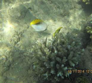 Подводный мир