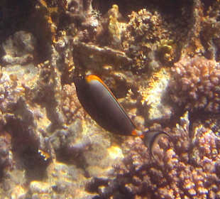 Gelbklingen Nasendoktorfisch