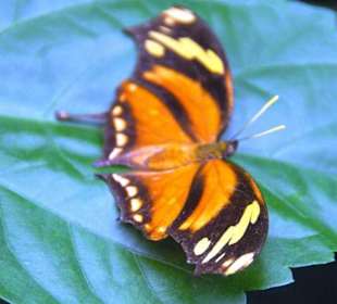 Schmetterlingshaus WOW oder