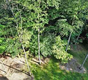 Blick vom Turm in den Wald