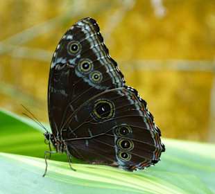 Schmetterling