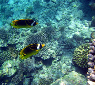 Faszinierende Unterwasserwelt