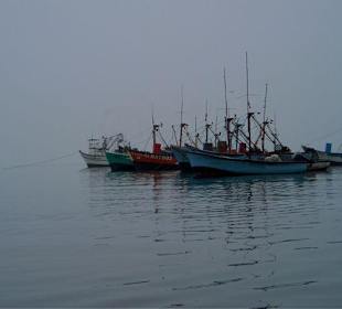 Péninsule de Paracas