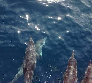Delfine im Atlantik!