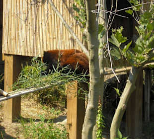 Red Panda