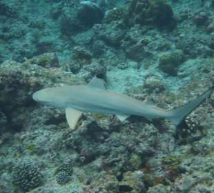 Mit Haien tauchen