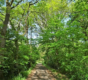 Spaziergang durch den Stadtwald Oldenburg