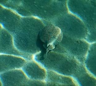 Fische im hauseigenen Riff