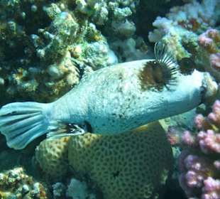 Beim Schnorcheln gesehen