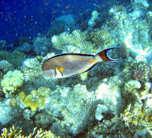 Arabischer Doktorfisch