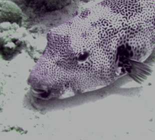 Auge in Auge mit einem Kugelfisch