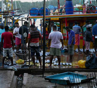 Fischmakrt am Hafen nahe Kalukata