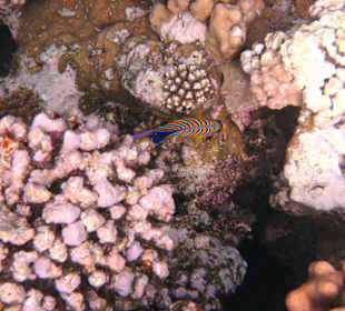 Fische vom Hausriff Tulip Resort