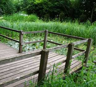 Teich mit Goldfische