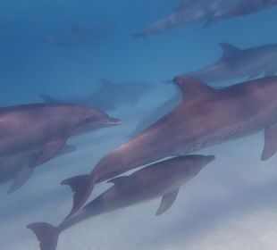 Delfin Tour Makadi Bay