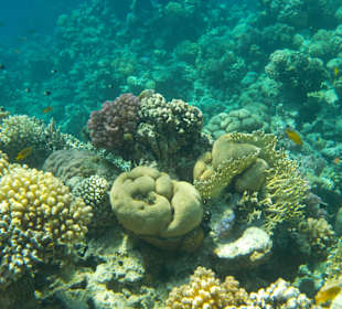 Schnorcheln Sharm el Sheikh