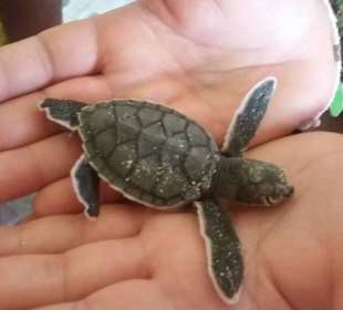 Schildkrötenaufzucht im Dorf Mano Juan 