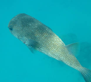 Schnorcheln Makadi Bay