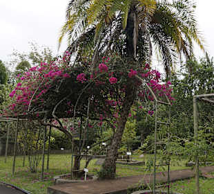 Botanischer Garten