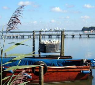 Steinhuder Meer Ausflug
