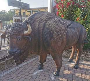 Restaurant Buffalo – Steakhouse & Pizza