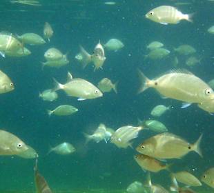 Unterwasserwelt am Strand