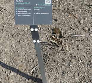 Hinweistafel zum eingepflanzten Kraut