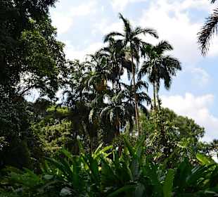 Botanischer Garten Singapur