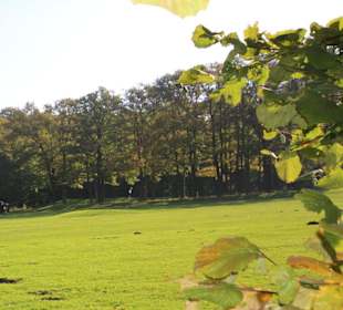 Wald umsäumte Fairways